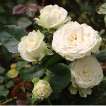Miss Bombastic / Місс Бомбастік
